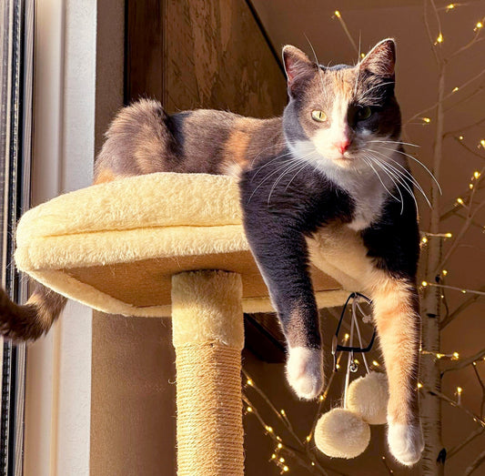 Why the Cat Writes the Blog